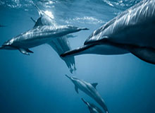 新手最容易踩的坑：每日大赛的专题玩法怎么用？少踩坑才是真